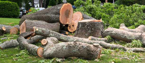 Tree and Shrub Care in South Padre Island, TX